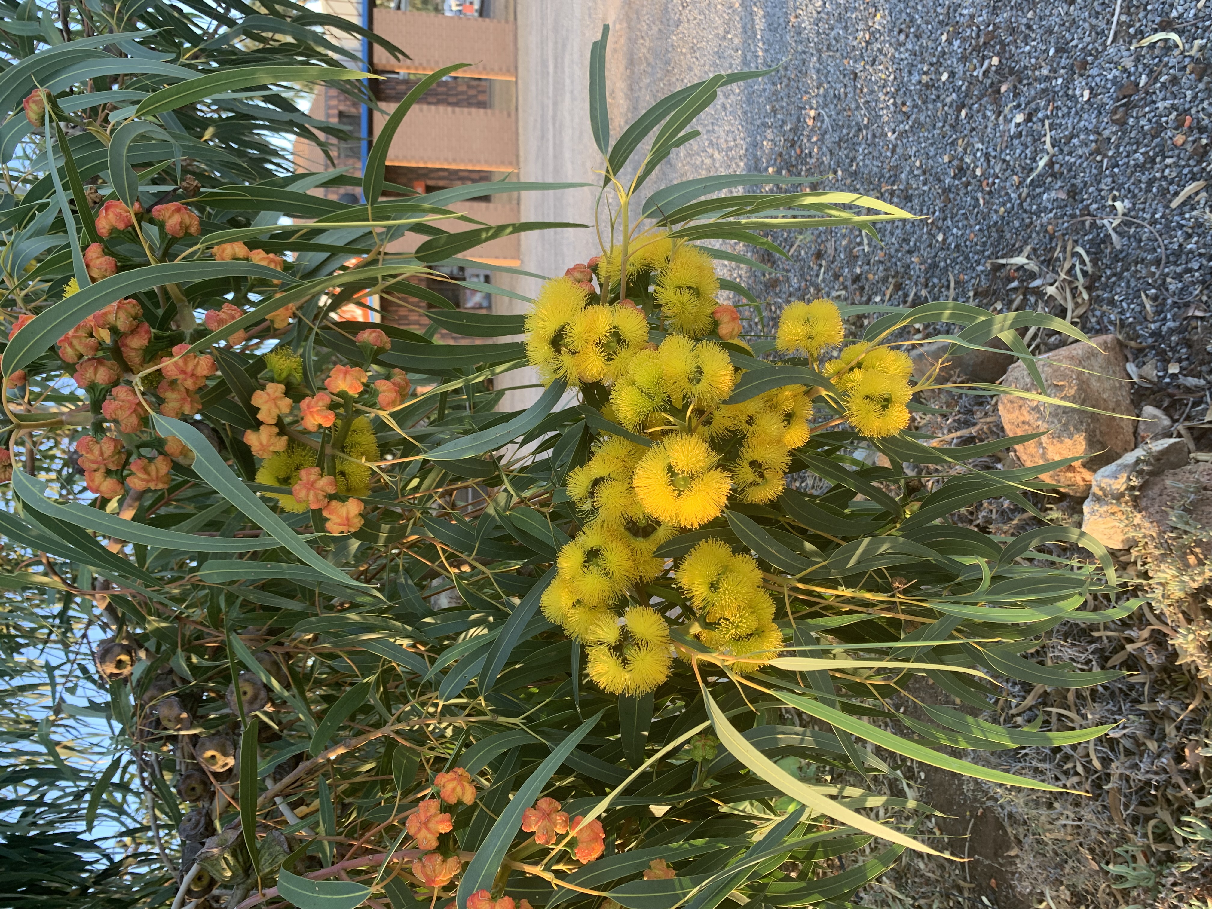 Acacia wattle flowers in bloom — Mannum SA