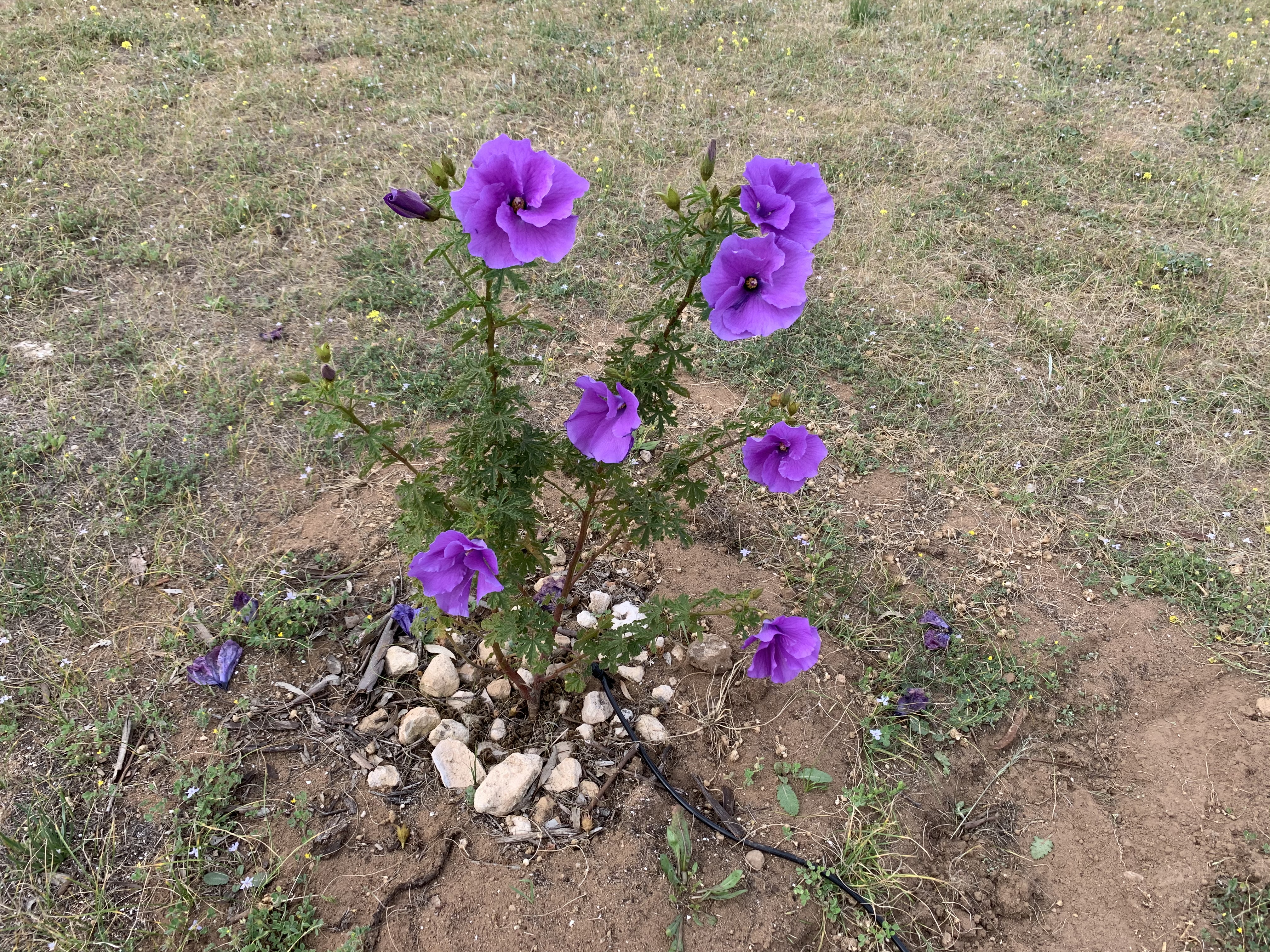 Native yellow pea flowers — Mannum SA